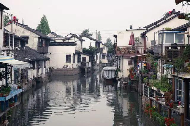 忍者鲨鱼